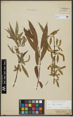 Foto von Salix alba L. x Salix fragilis L.